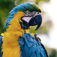 Aves